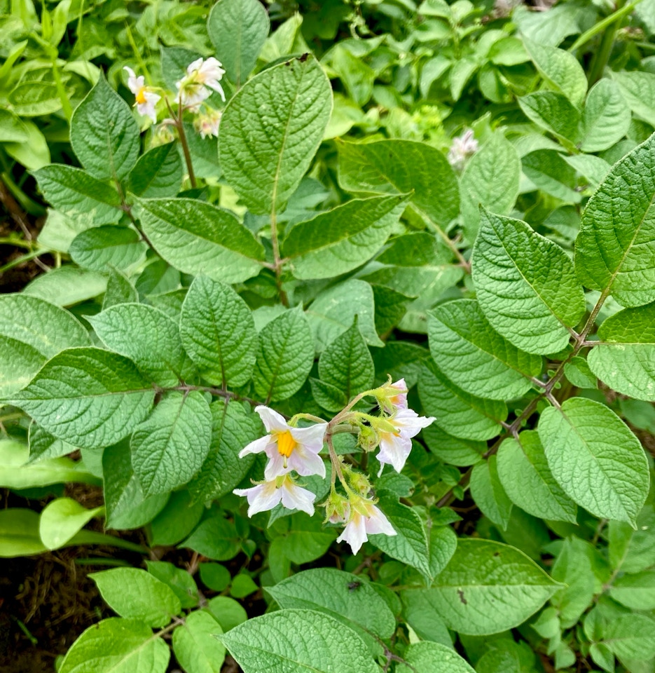Kartoffelplanter i blomst Картопляні рослини у цвіту