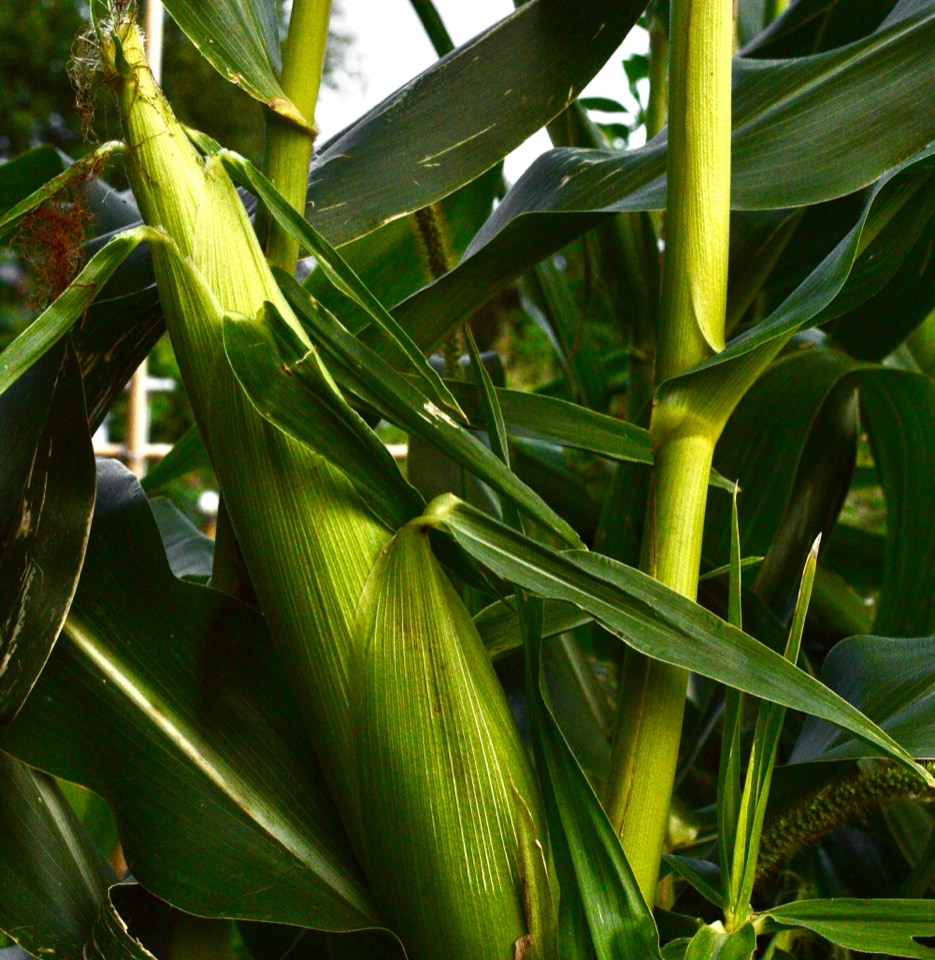 Majs kolber sweet corn cobs