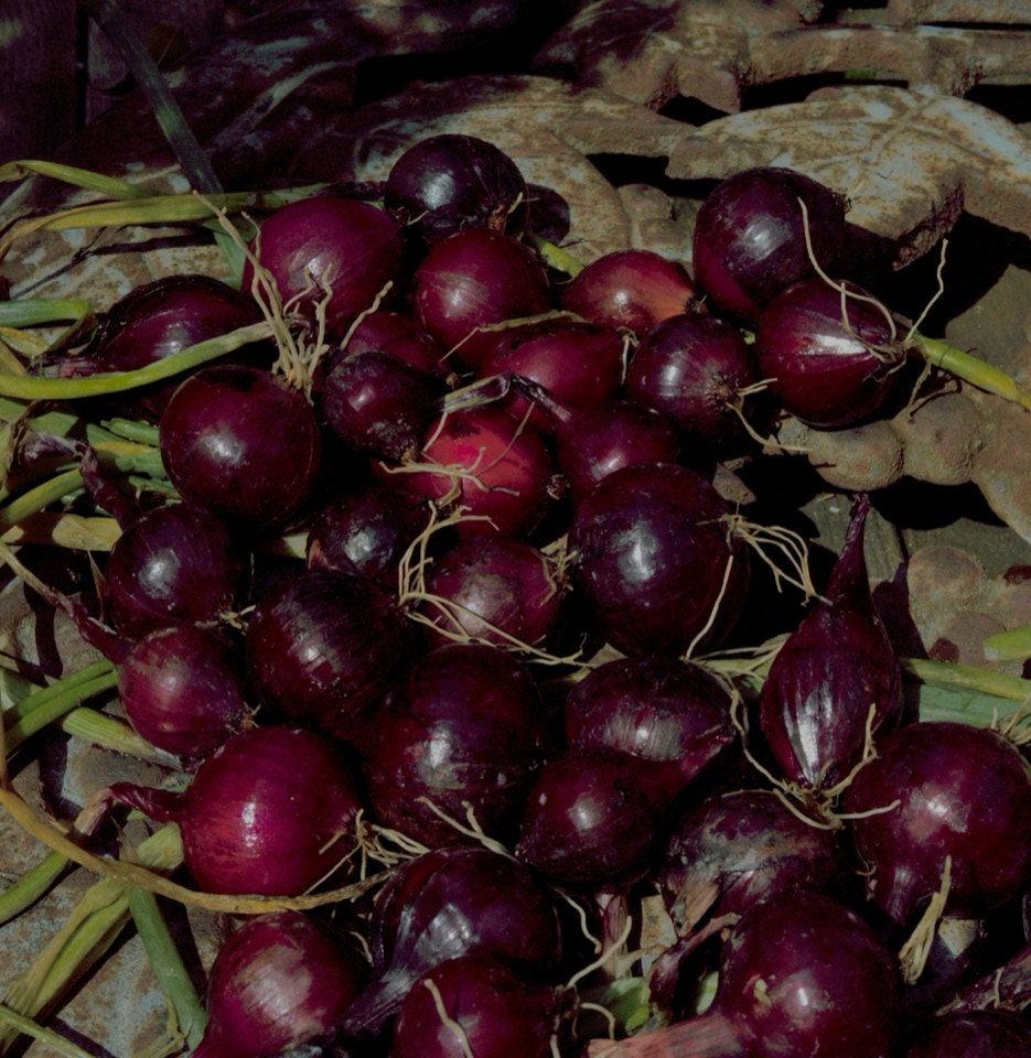 roedloeg red onions