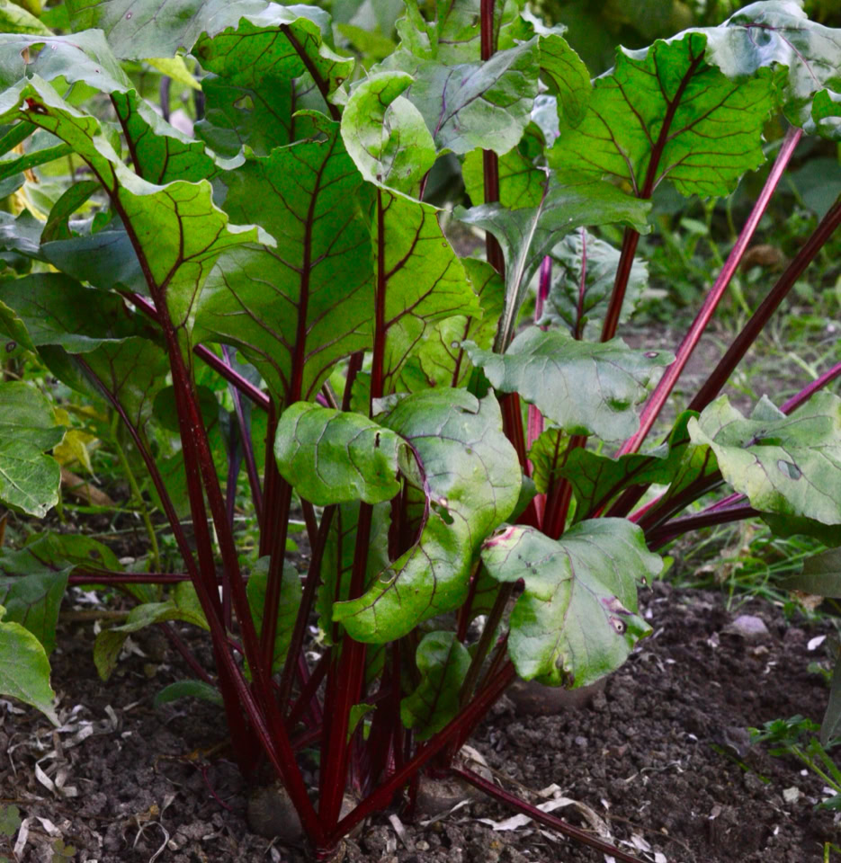Roedbede Egyptisk flad beet roots