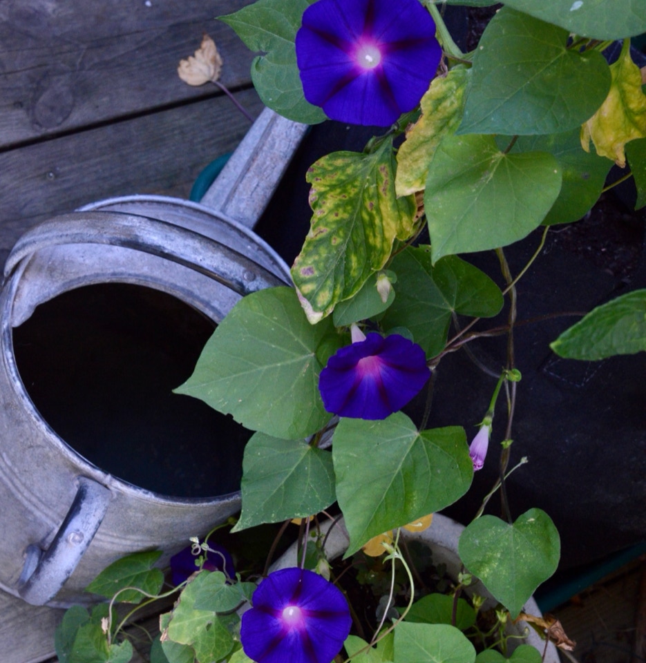 Pragtsnerle, Ipomoea purpura 