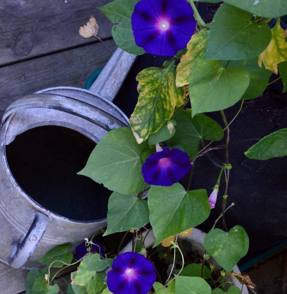Pragtsnerle, Ipomoea purpura 