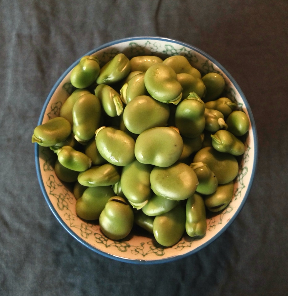 Hesteboenner Fava Beans Broad beans