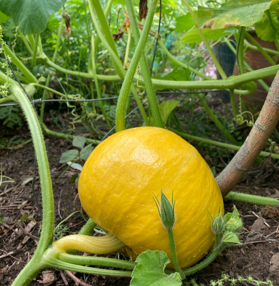 Winter Squash
