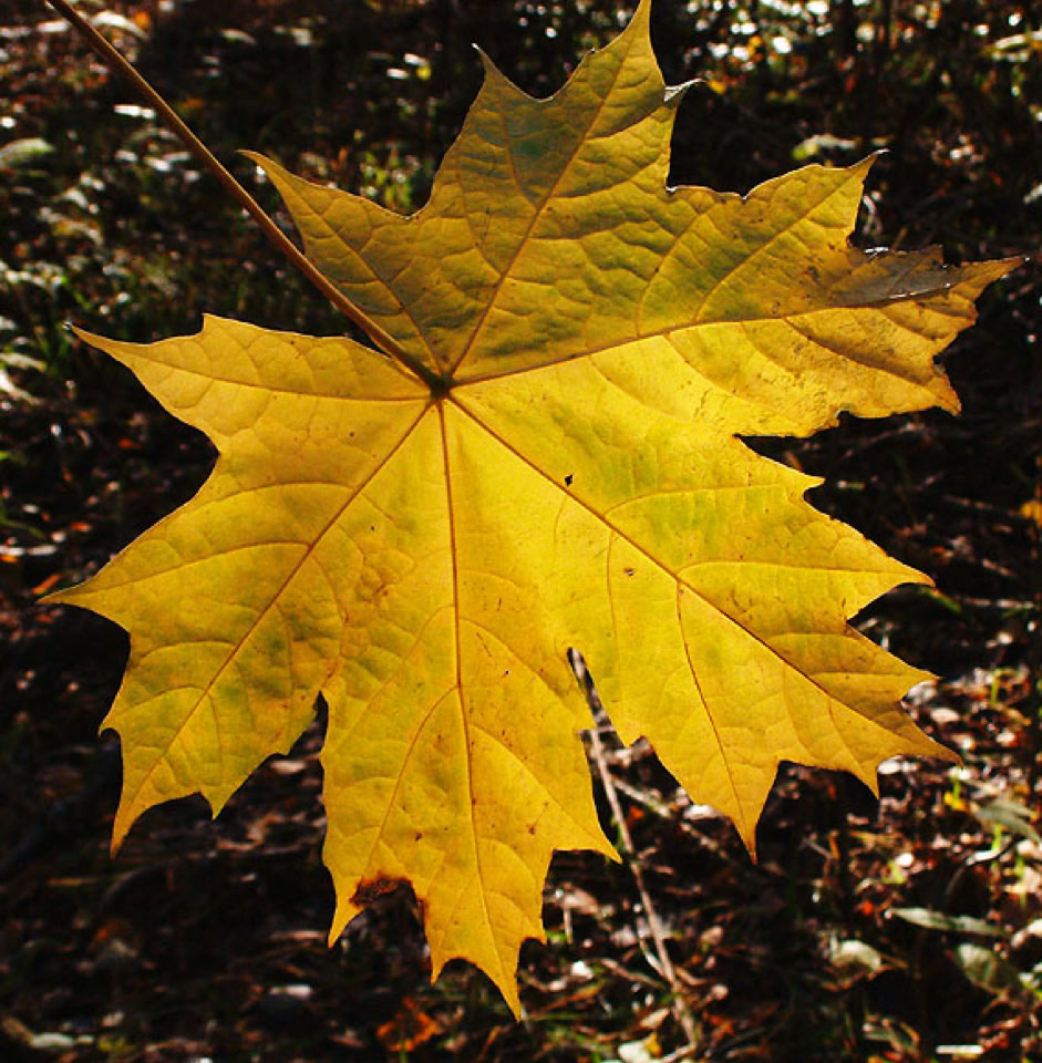 Yellow leaf - Жовтий лист