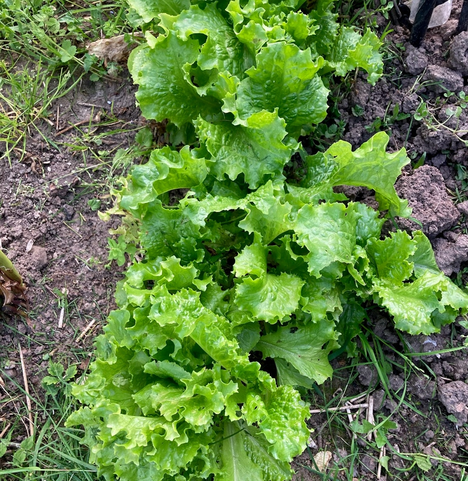 pluksalat cut-and-come-again lettuce