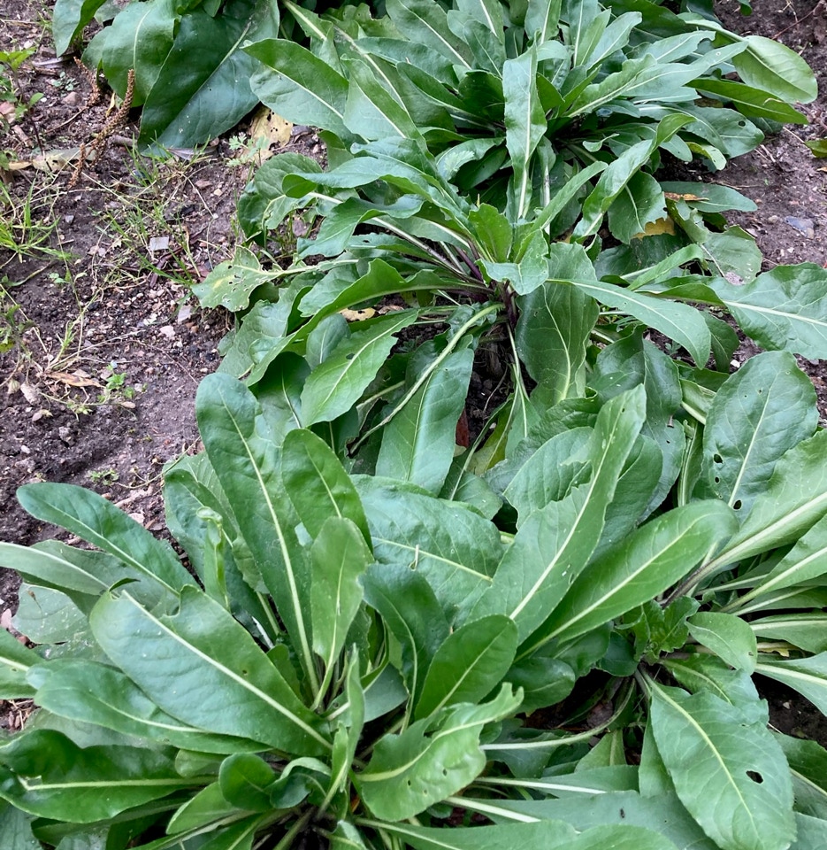 Farve vajd Isatis tinctoria 