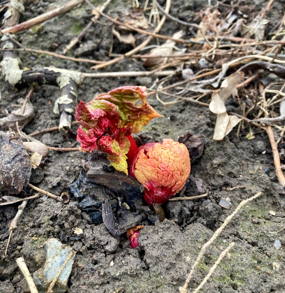 Rhubarb - Ревінь