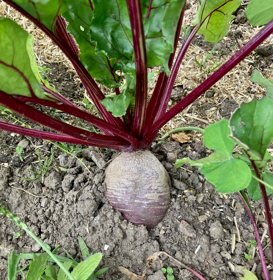 Beetroot organic - Український буряк