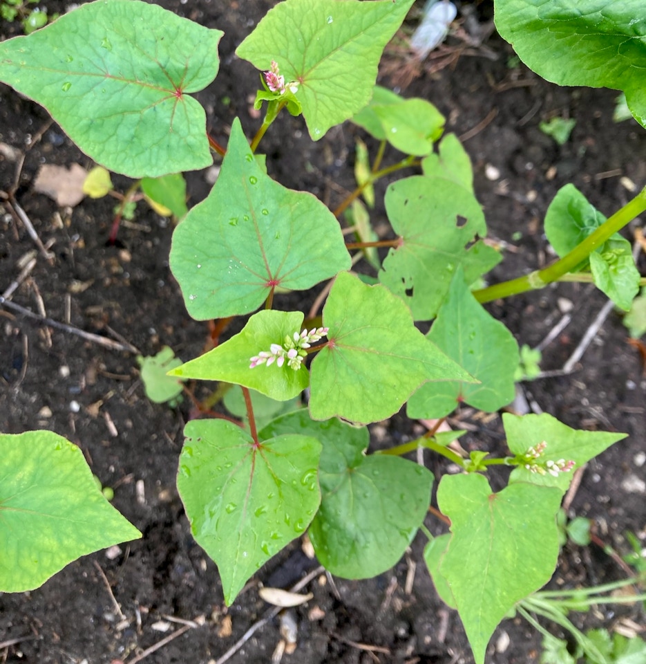 Buckwheat plants - Гречані рослини