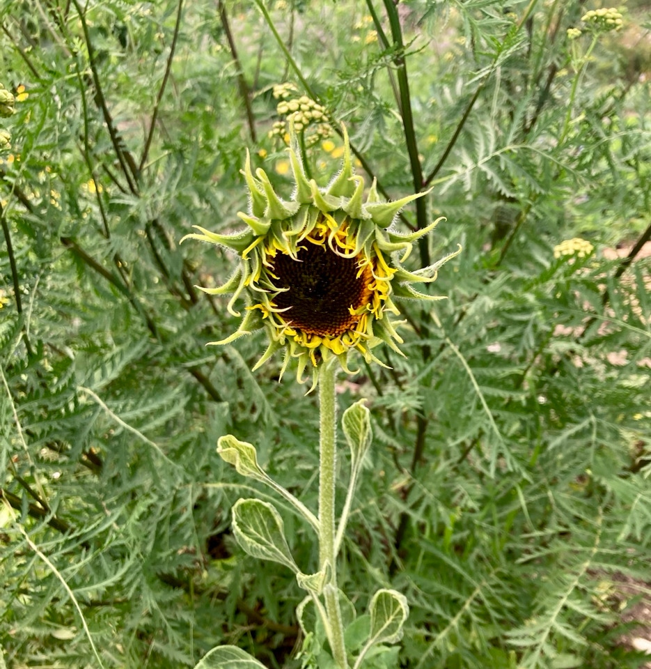 Sunflower - Cоняшник 