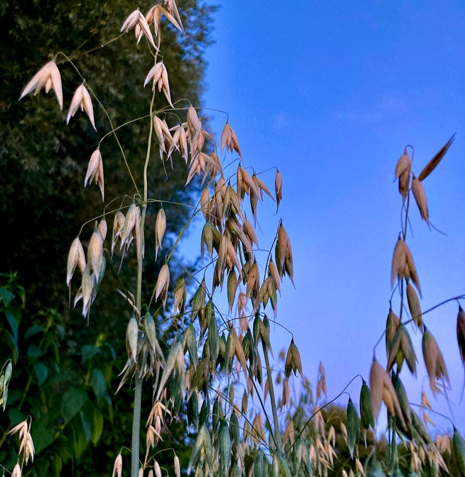 Oat plants - Вівсяні рослини