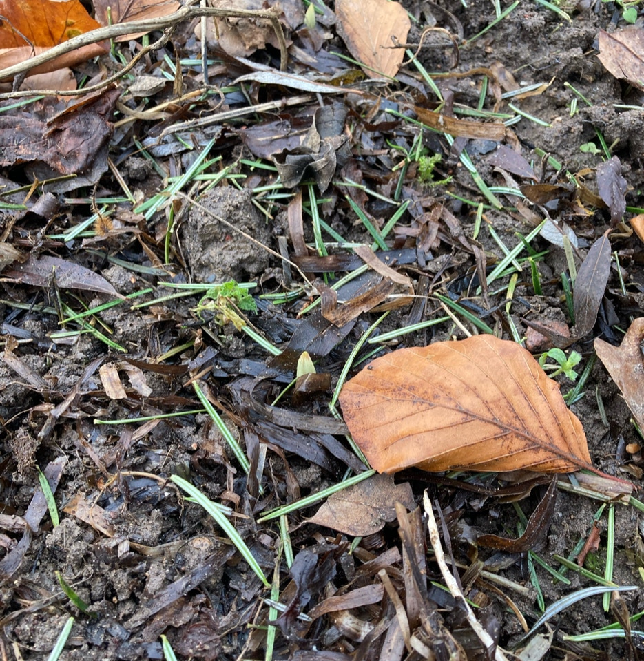 Fyrresvamp på hoejbed