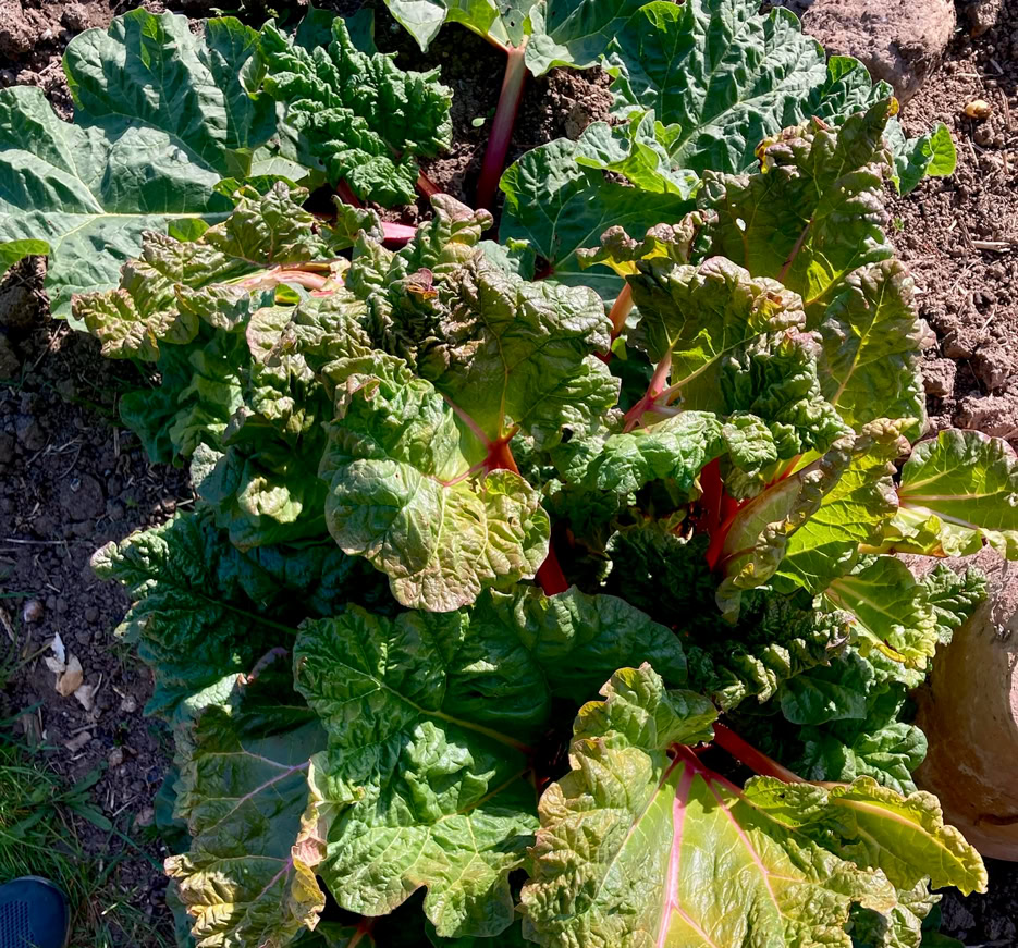 Organic rhubarb - Рослини ревеню