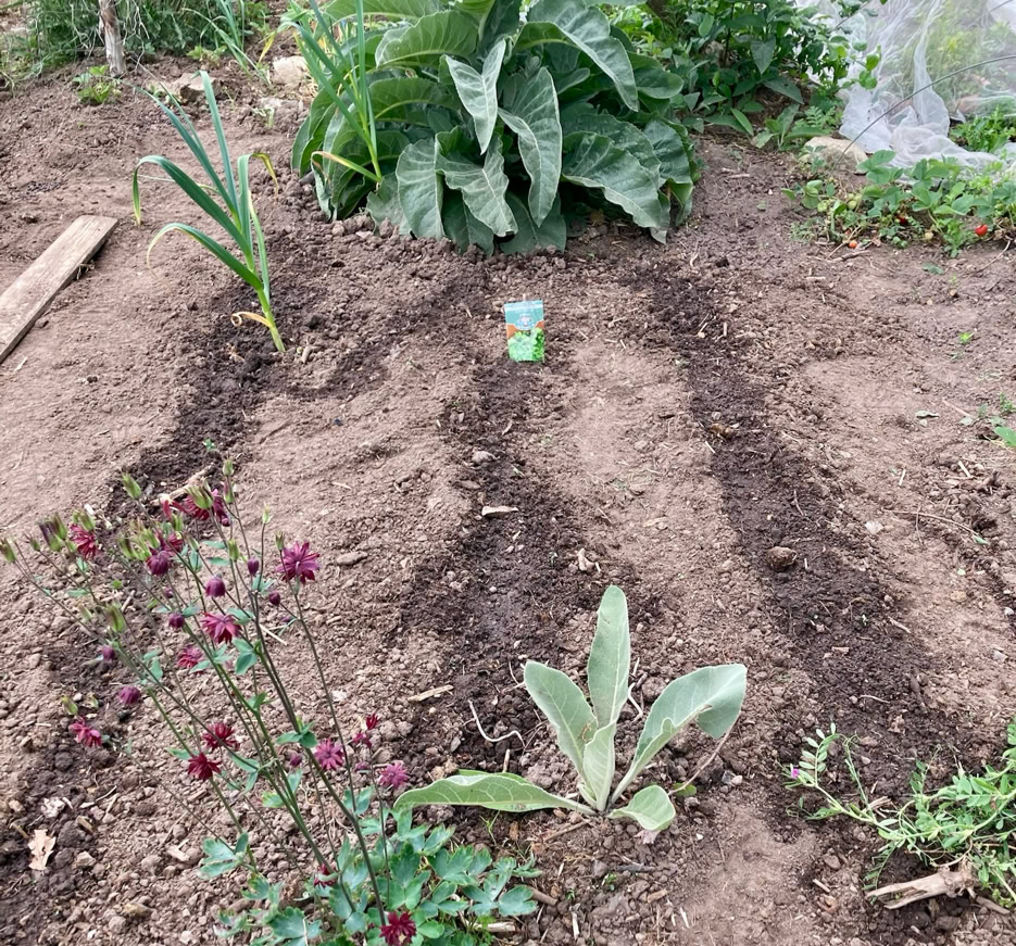 Bed for lettuces -Грядка для салату