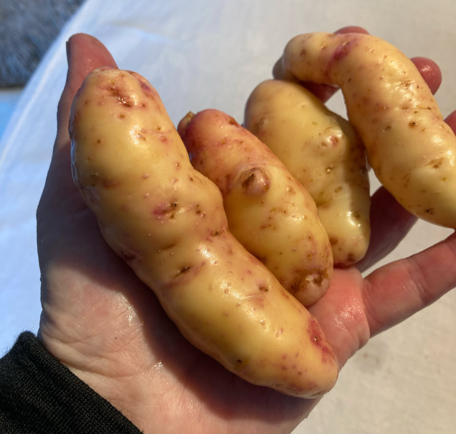 Pink Fir Apple kartofler potatoes