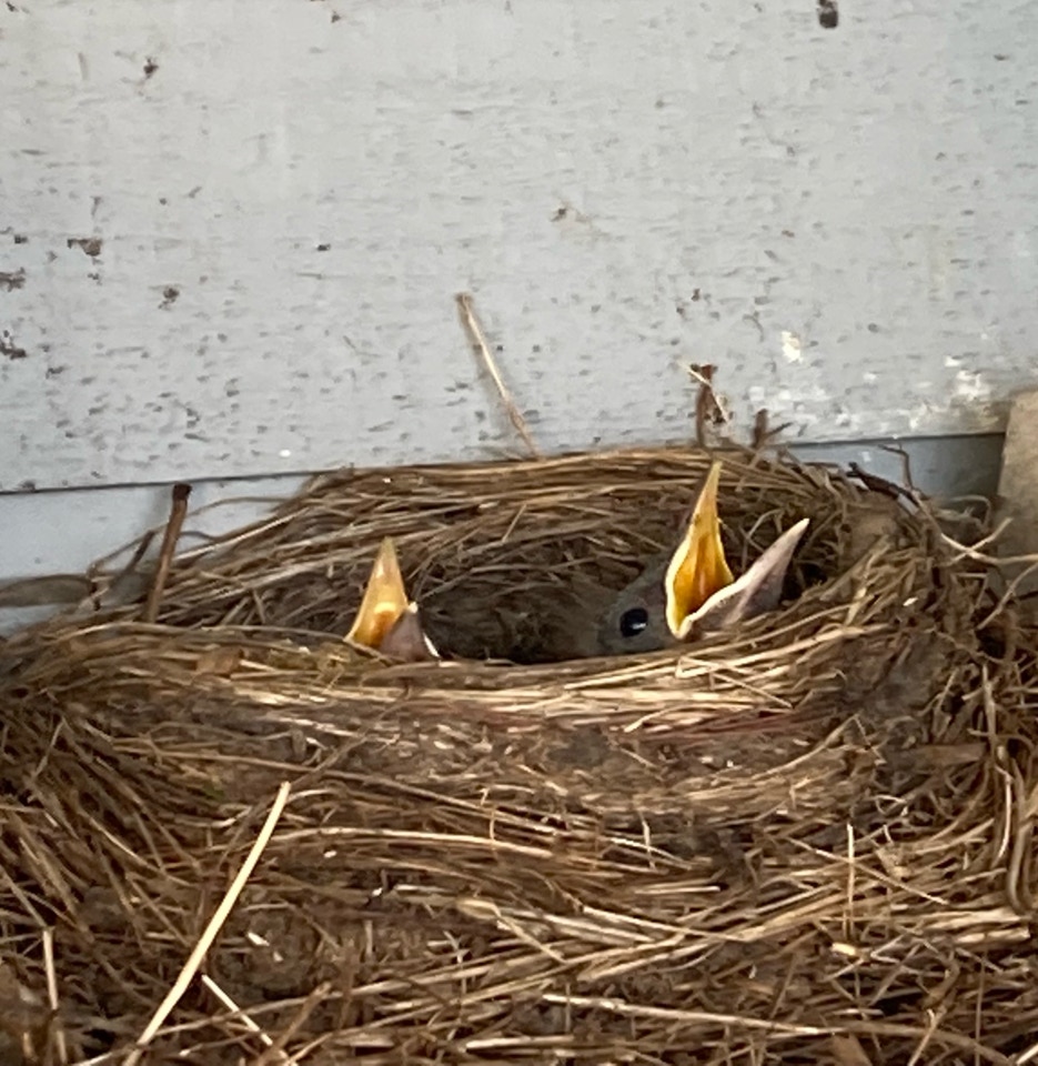 Nest with baby birds fugleunger