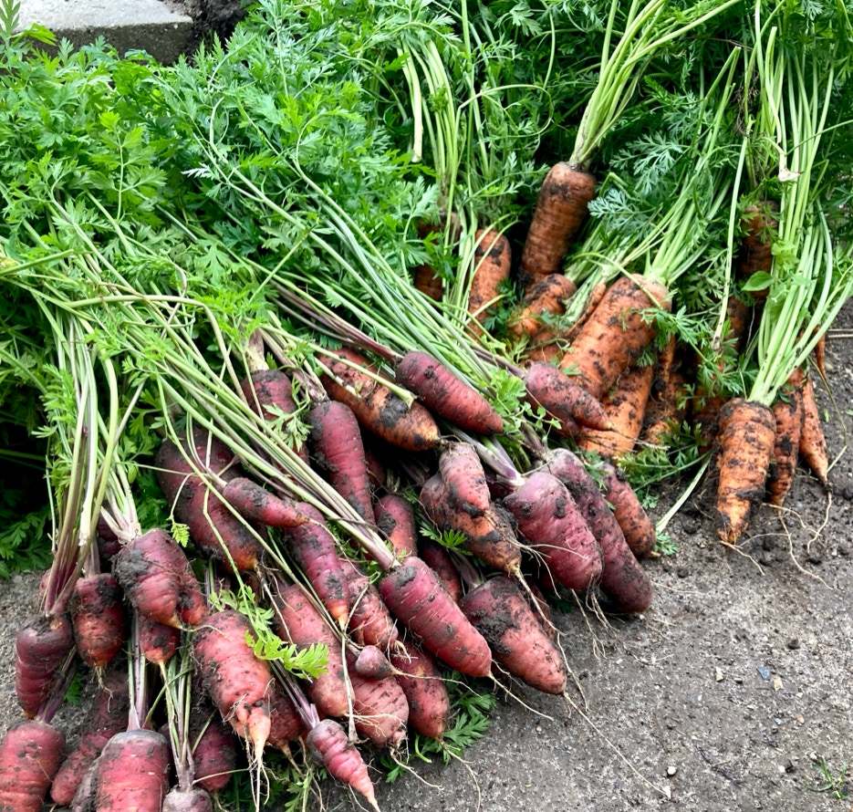 Gulerods hoest Carrot harvest