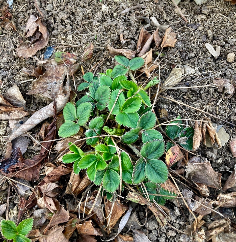 jordbaerplante strawberry plant