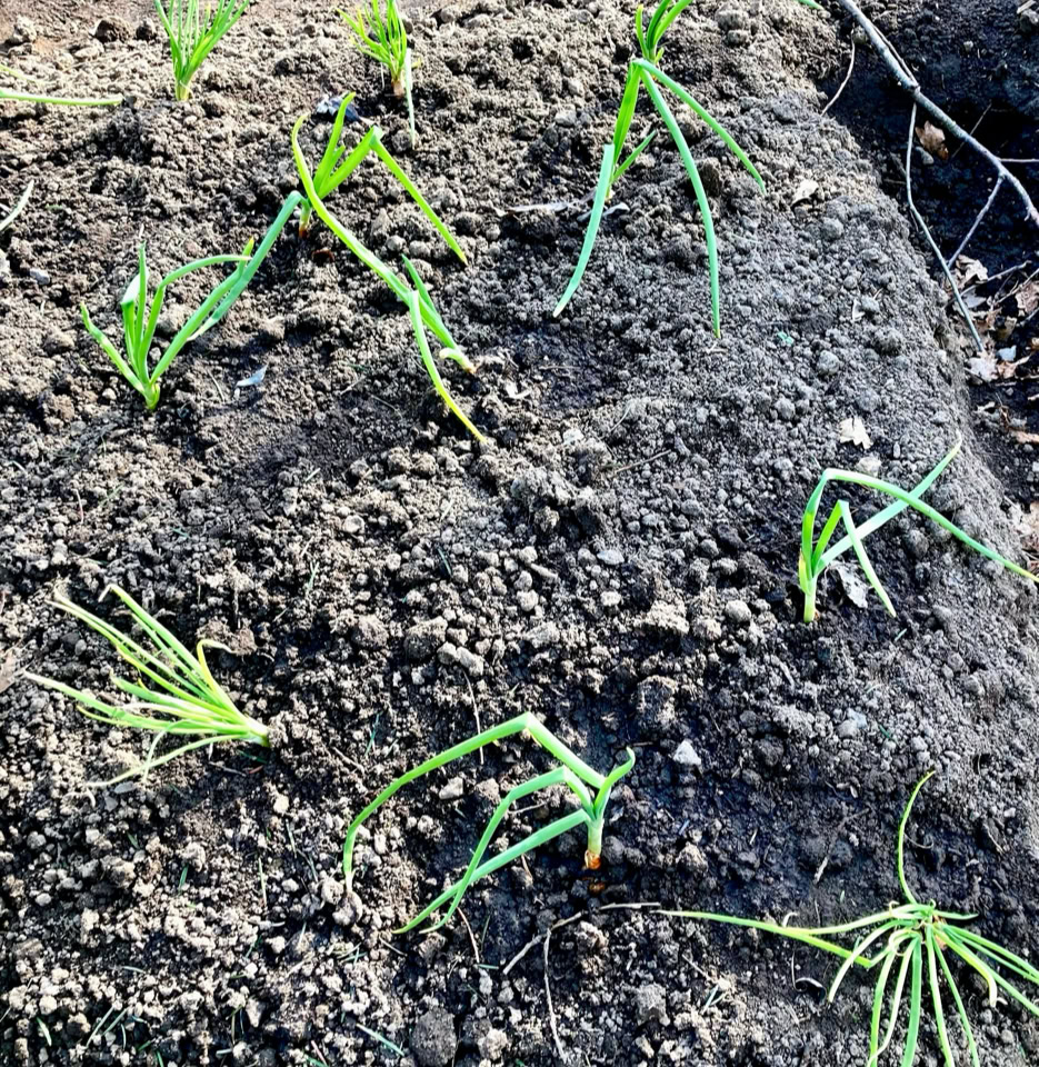 Skalotte Shallots 