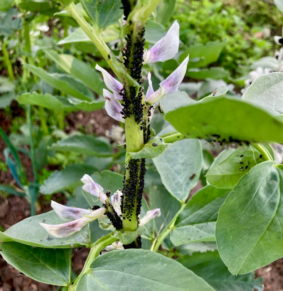hestebønner lus, broad beans blackfly