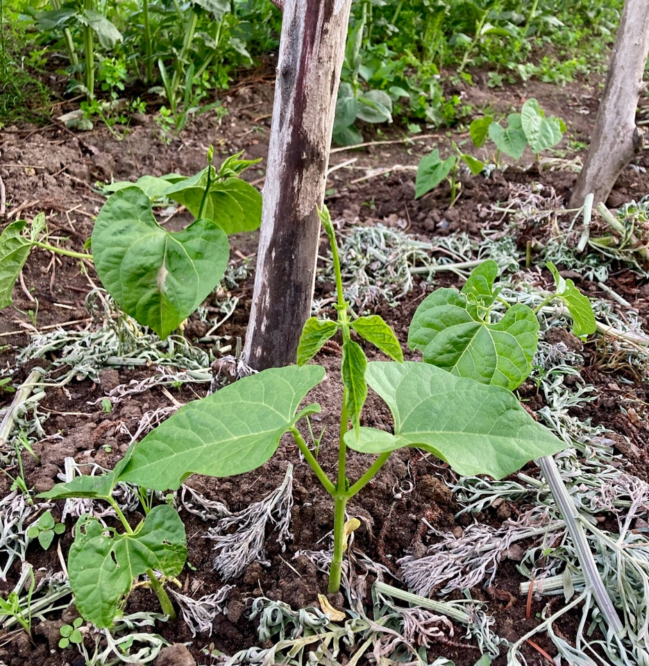 graeske stangbeonner Gigantes beans