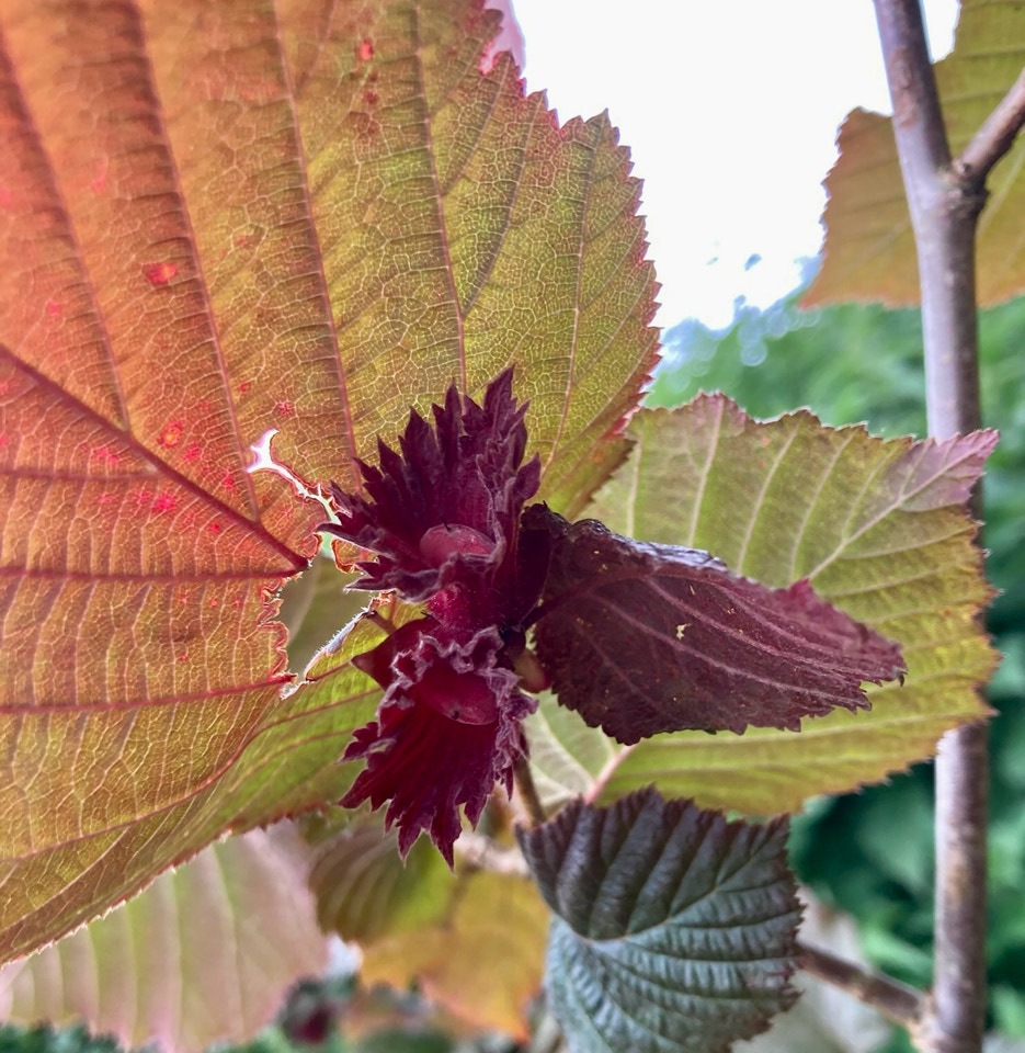 Hasselnoedder hazel nuts