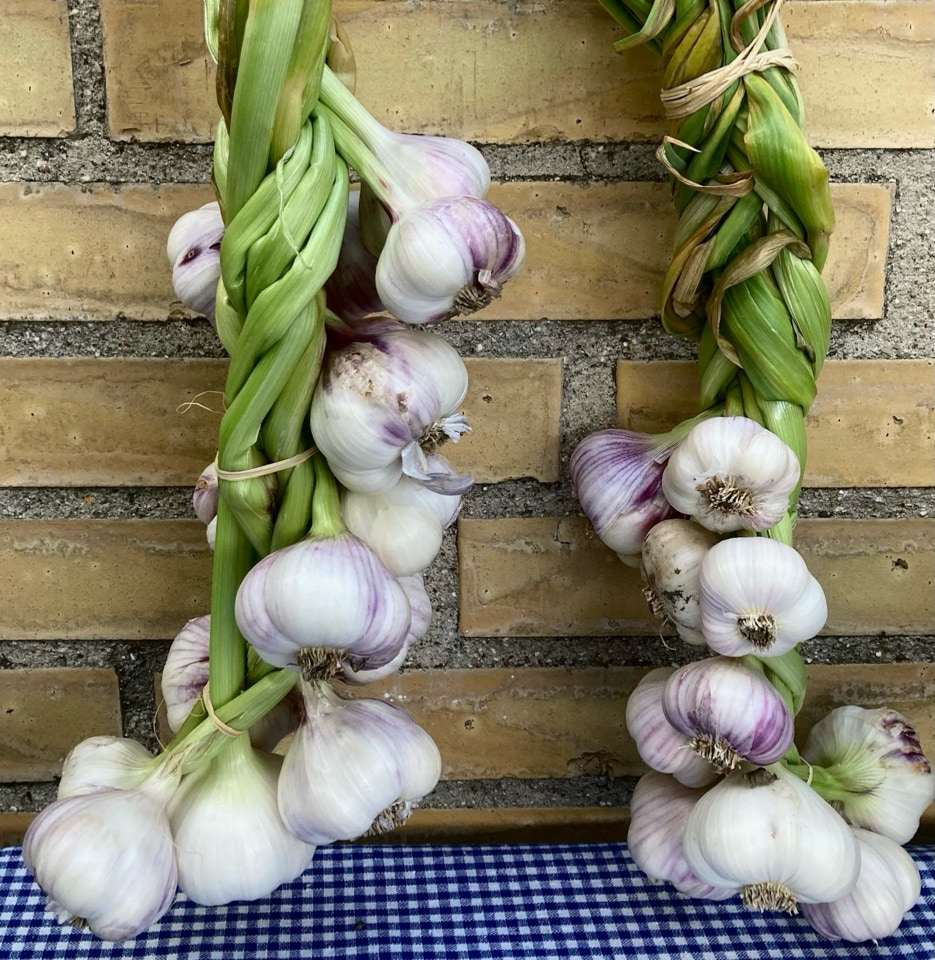 Hvidloeg Therador garlic Germidour