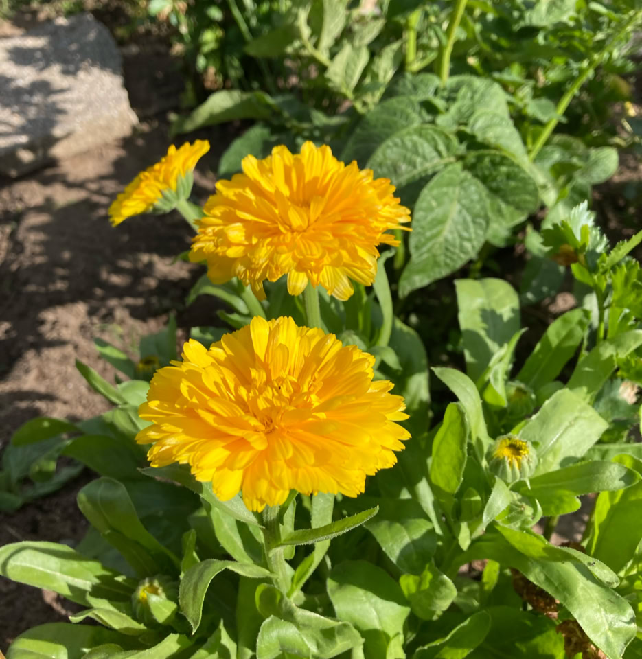 Calendula morgenfrue