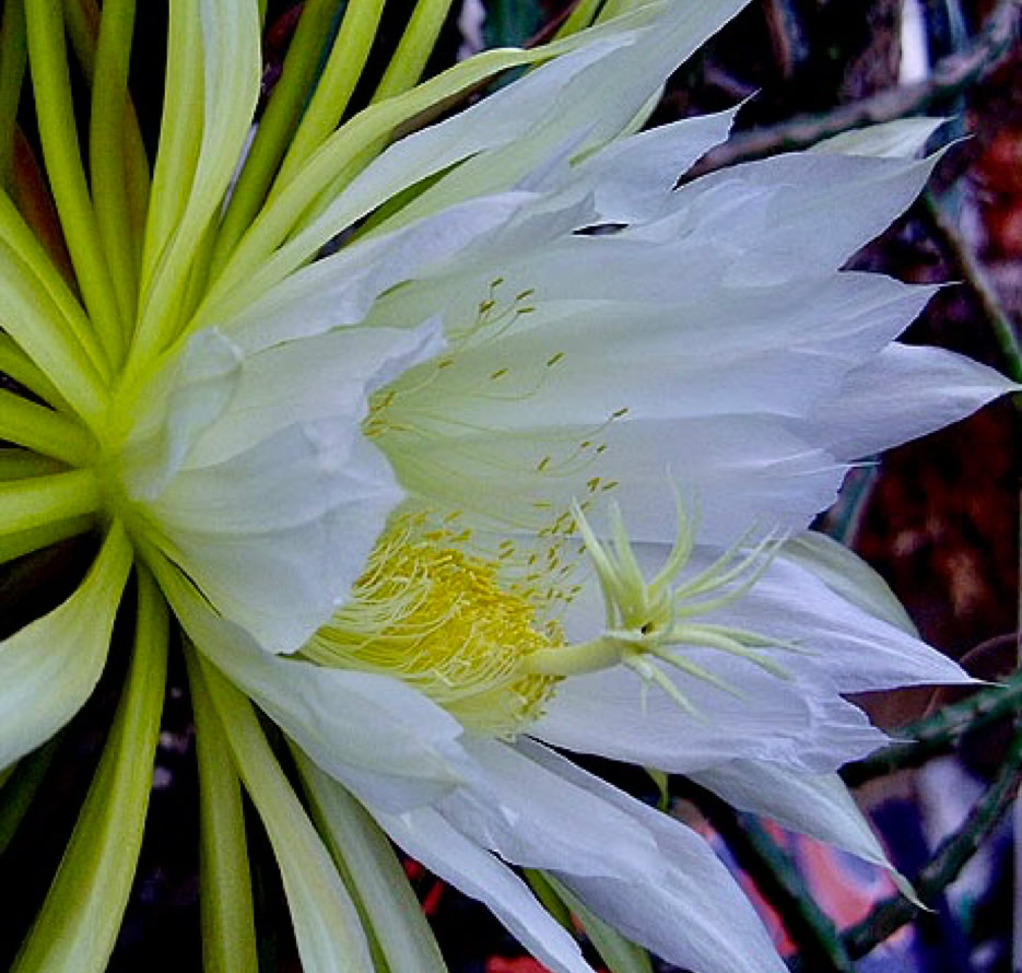 Nattens Dronning, Selenicereus grandiflorus, cactus flower