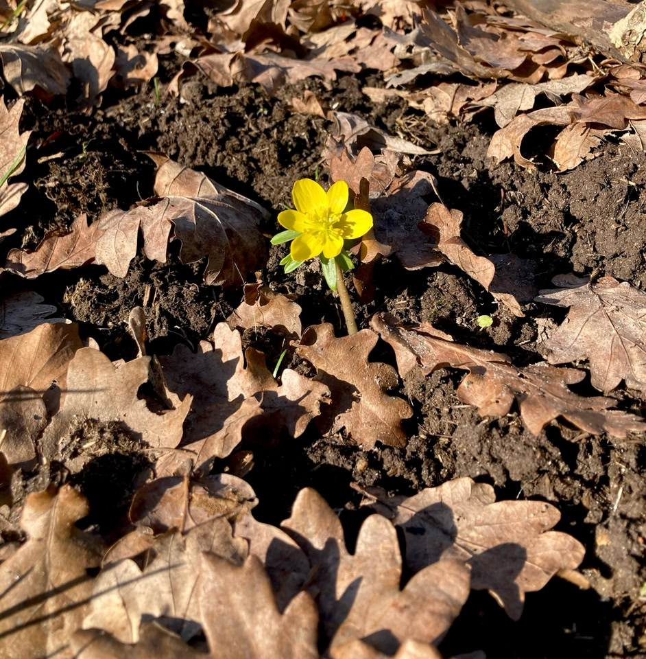 Eranthis hyemalis - Квітка ерантіса