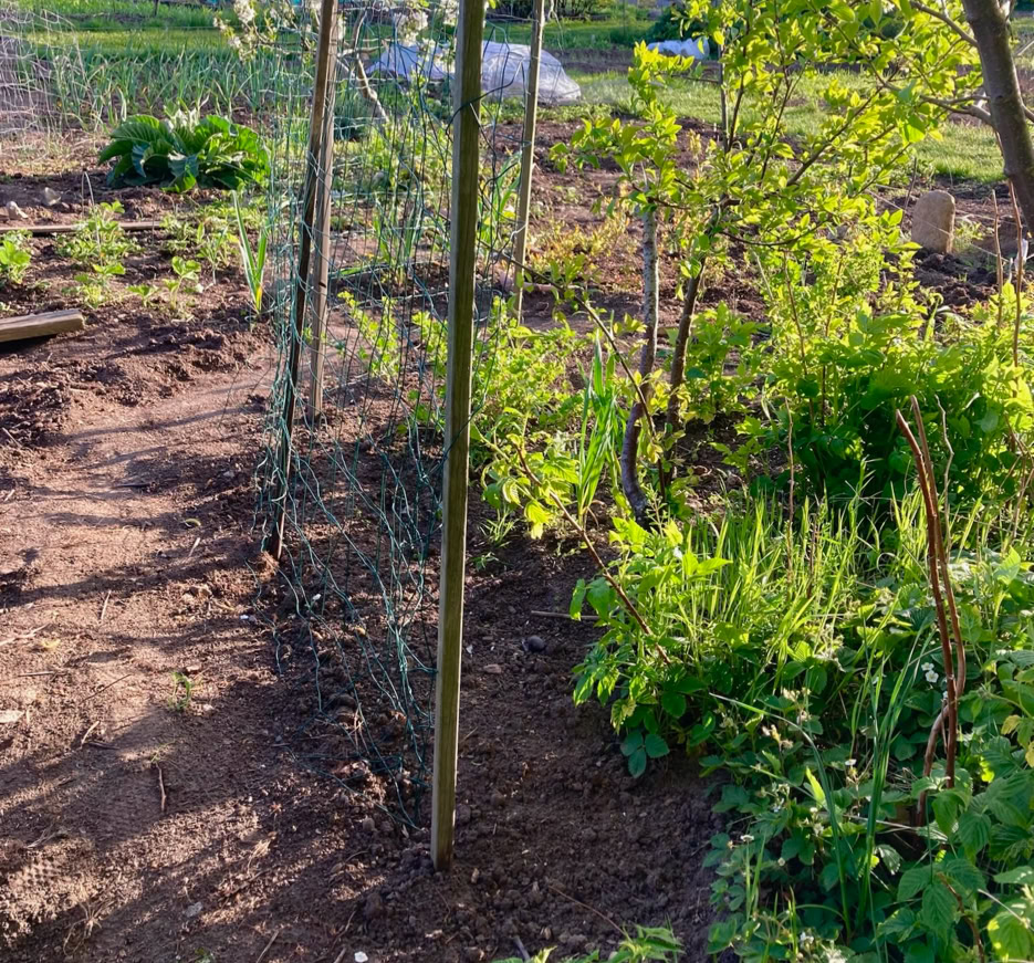 Cucumber trellis - Огіркова шпалера