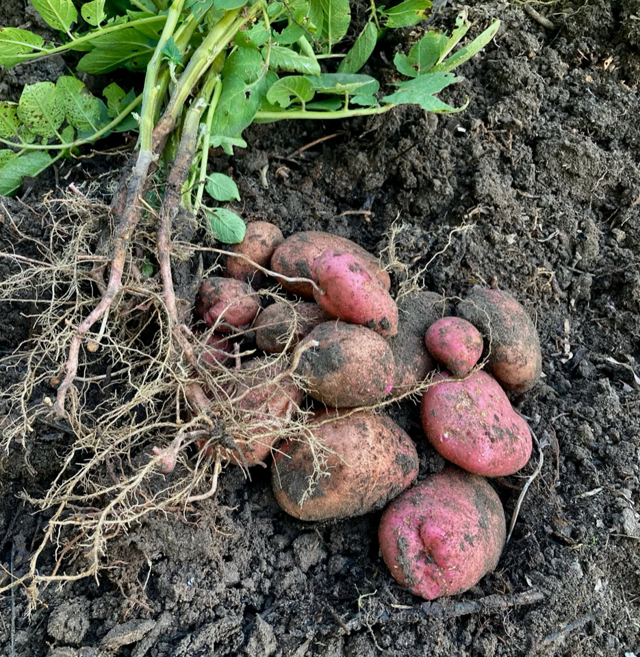 Sarpo Mira kartofler potatoes