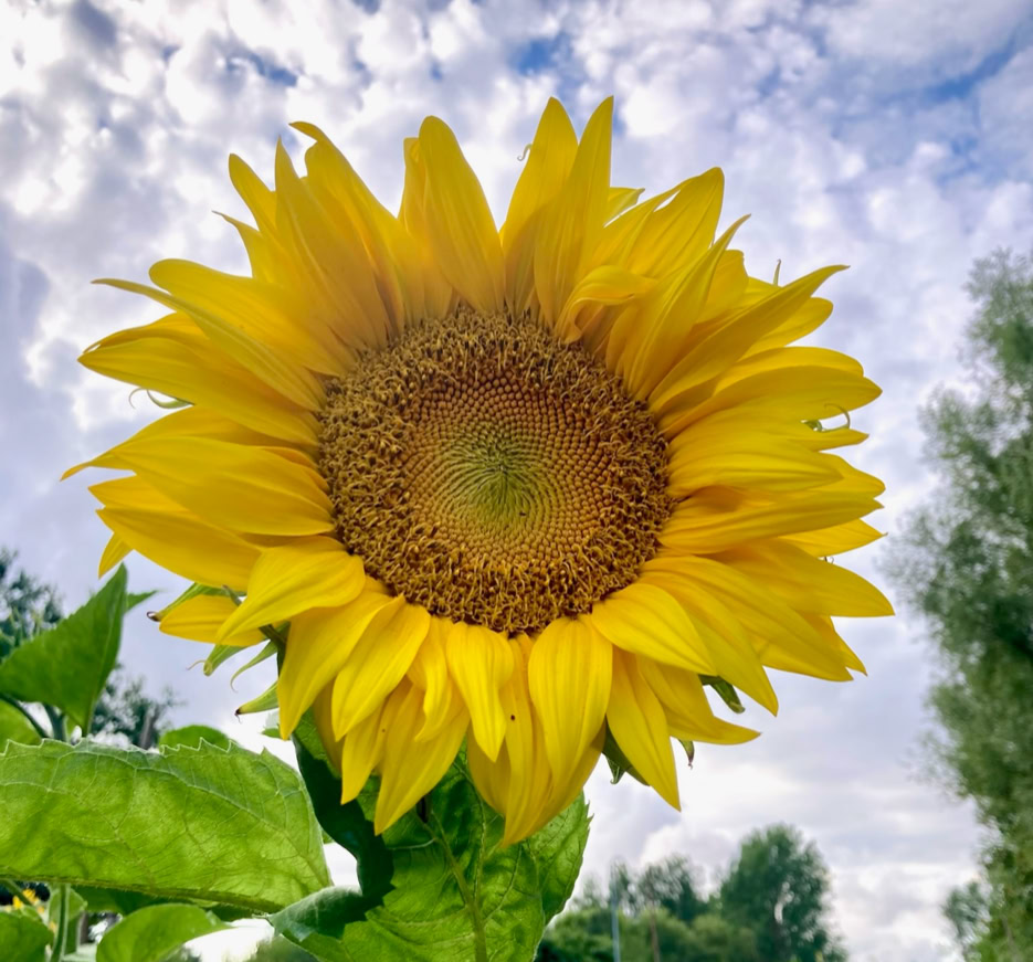 Sunflower - Соняшник