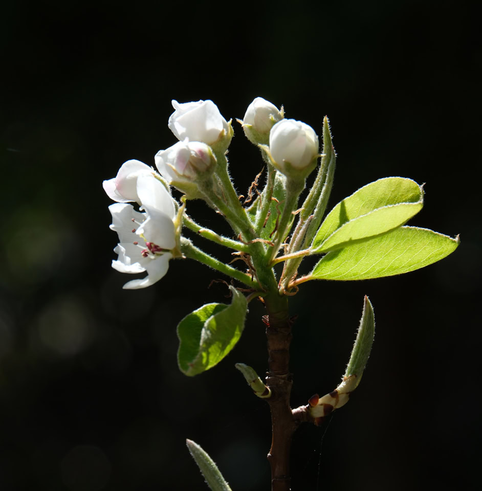 Pear tree flower - Квітка груші