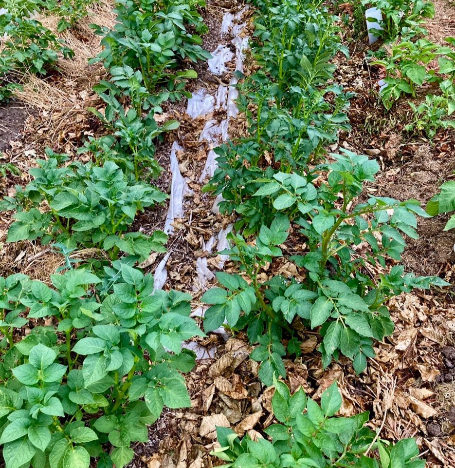 Kartofler potatoes dry conditions