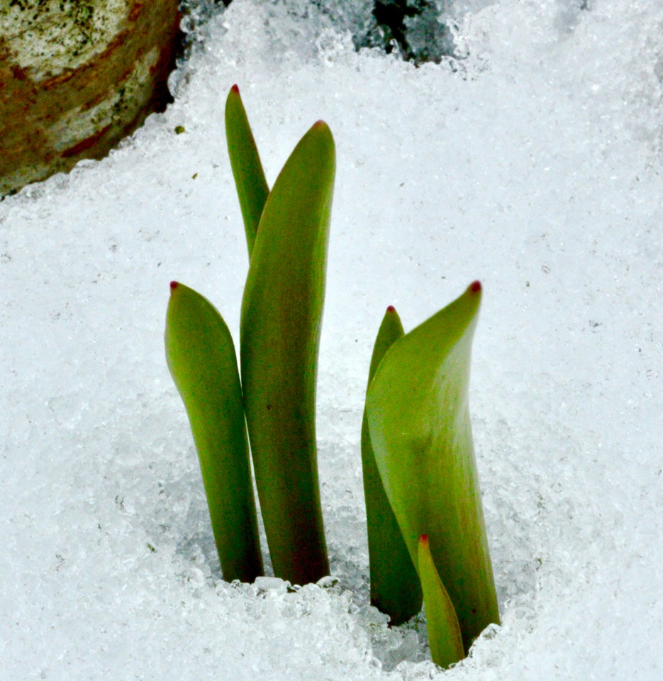 Persisk tulipan Persian botanic tulip