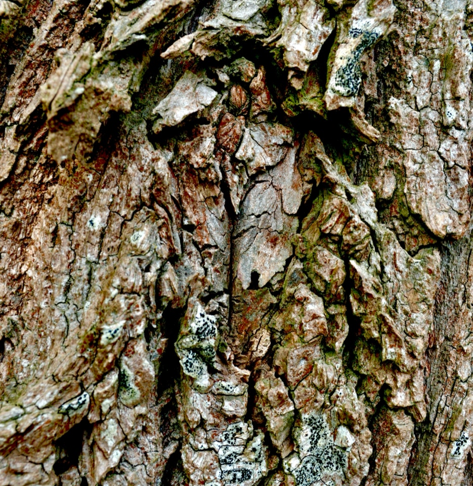 Pilebark Willow bark