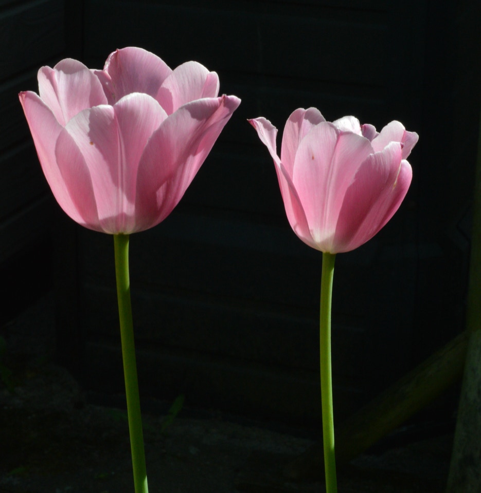 Pink tulipaner tulips