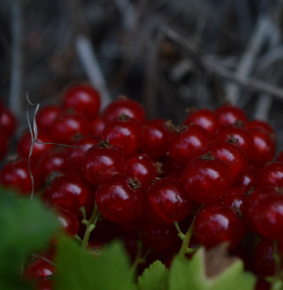 ribs redcurrants