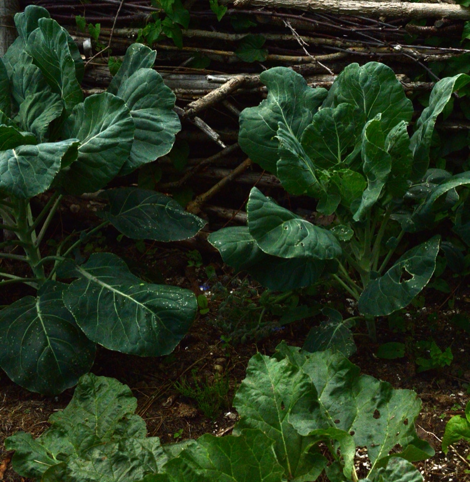 Brussels sprouts rosenkaal