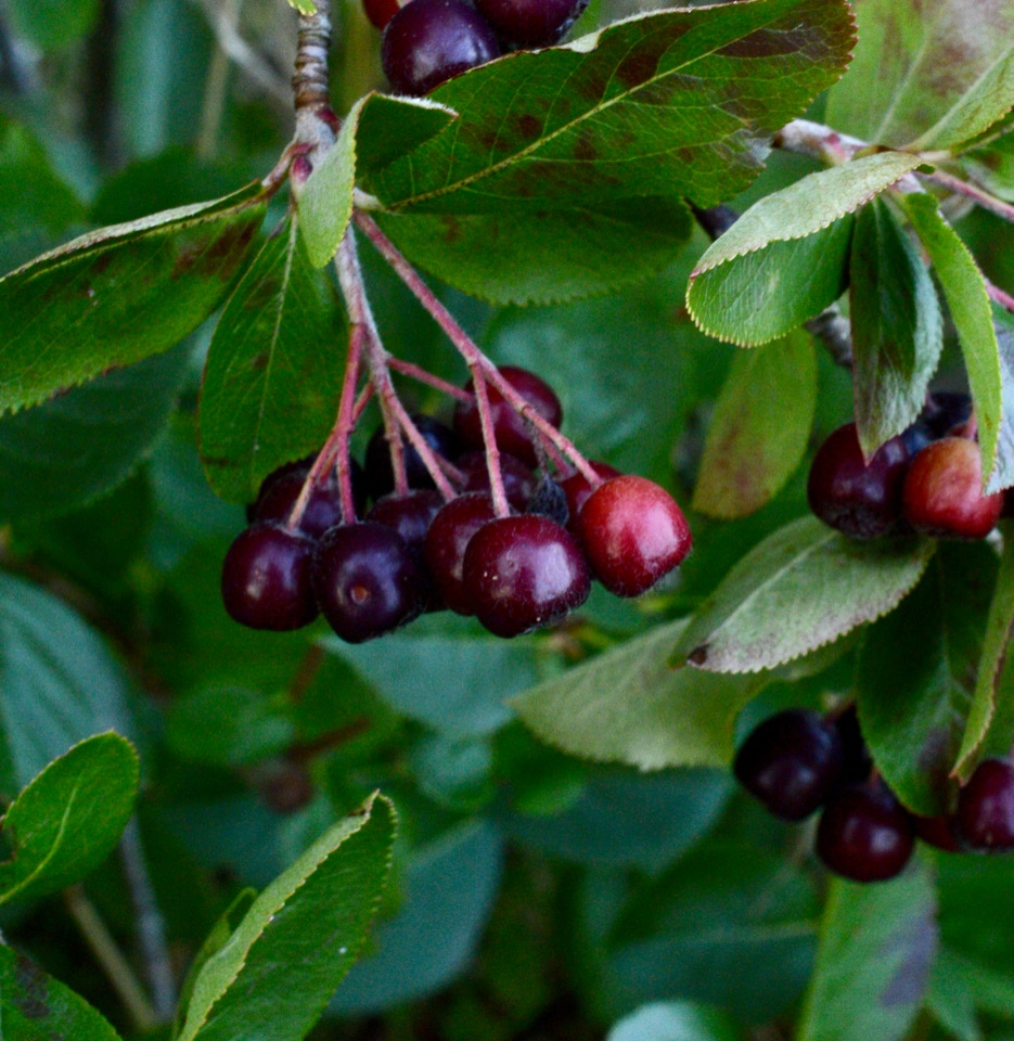   Surbær Aronia Melanocarpa