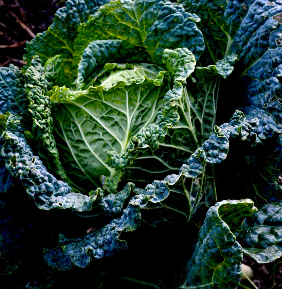 Savoy cabbage