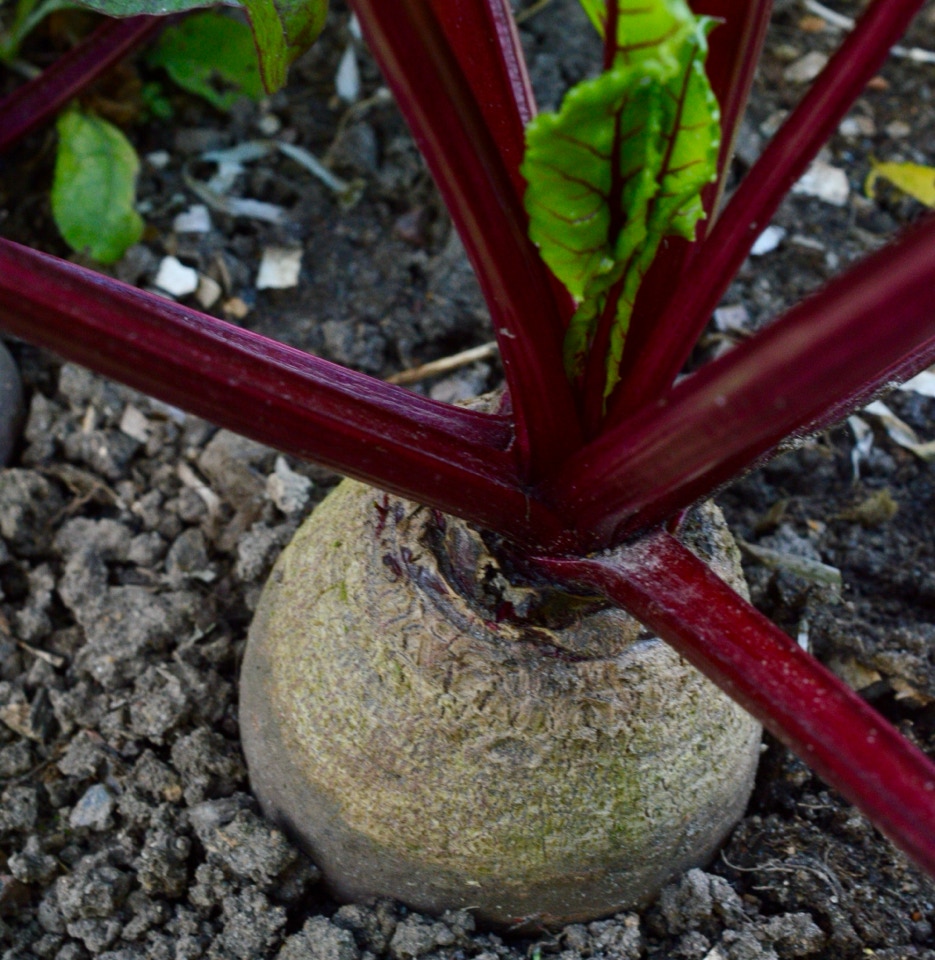 Roedbede Rouge Crapaudine beet root