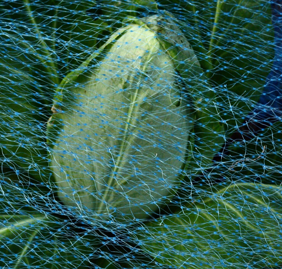 Spidskaal pointed cabbage organic