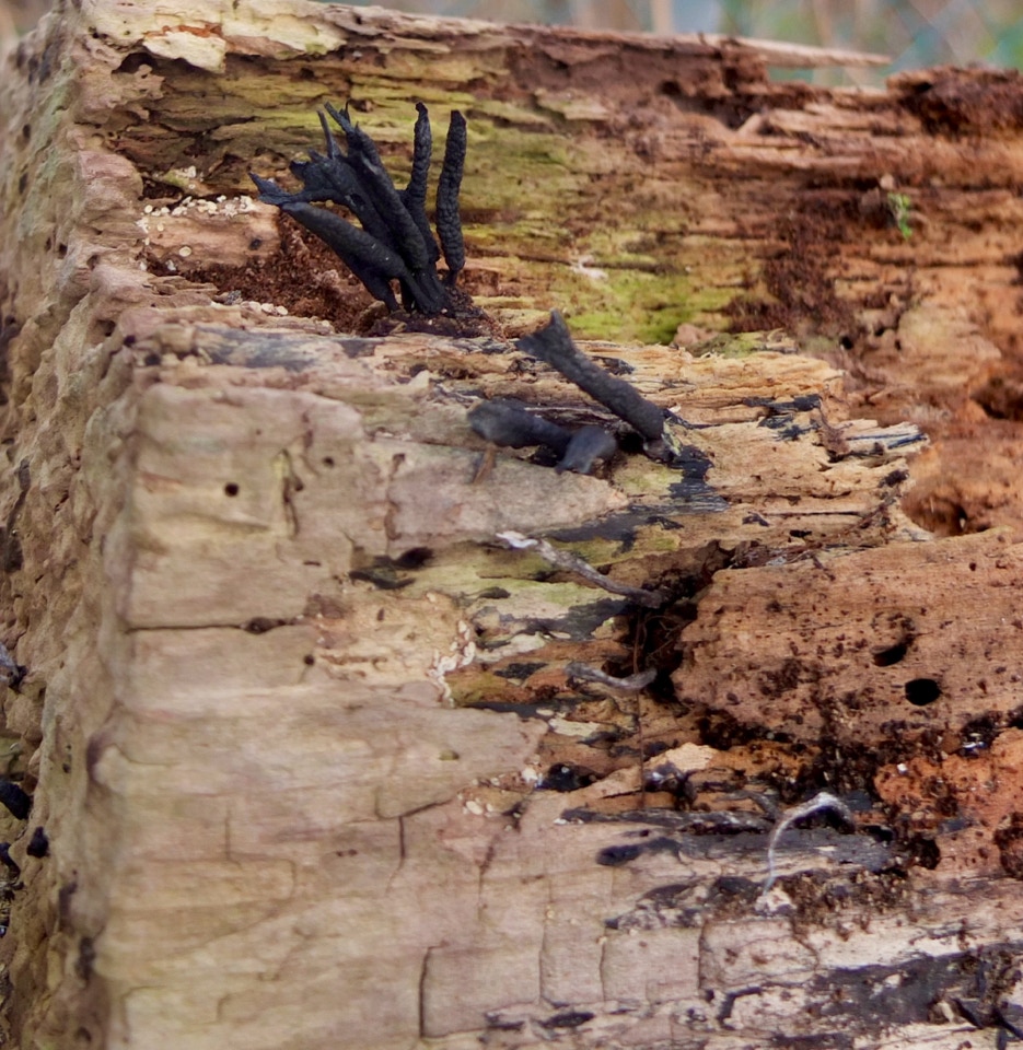 Froennet trae svampe 