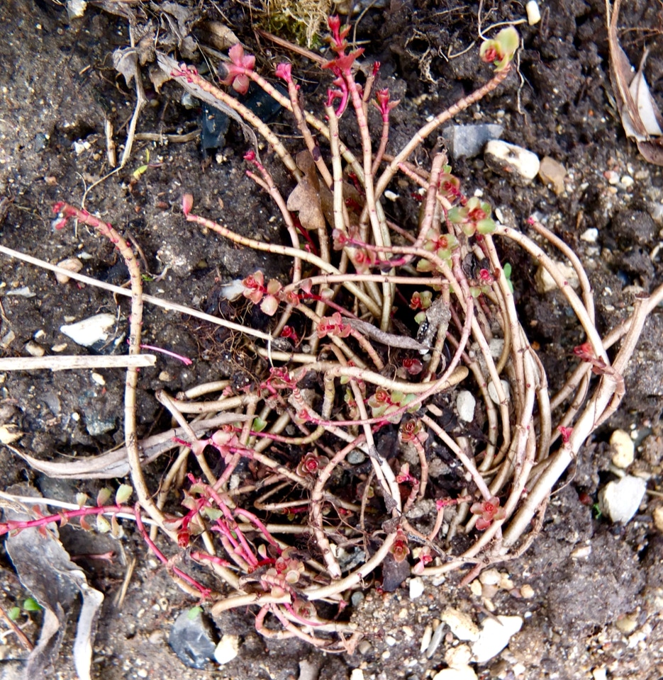Stenurt Sedum spurium