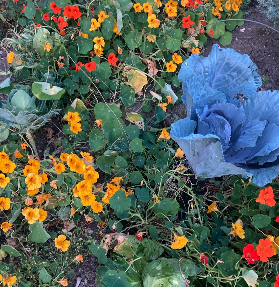 organic tropaeolum tallerkensmækker 