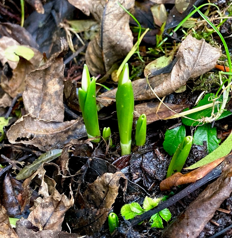 Early bulbs shoot - Ранні рослини цибулі