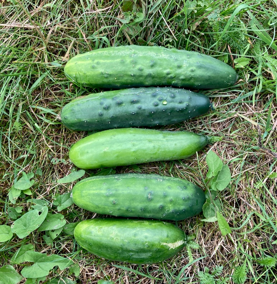 Cucumber harvest - Урожай огірків дня